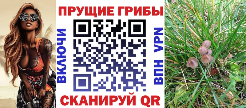 omg как войти  Черкесск  Галлюциногенные грибы Magic Shrooms 