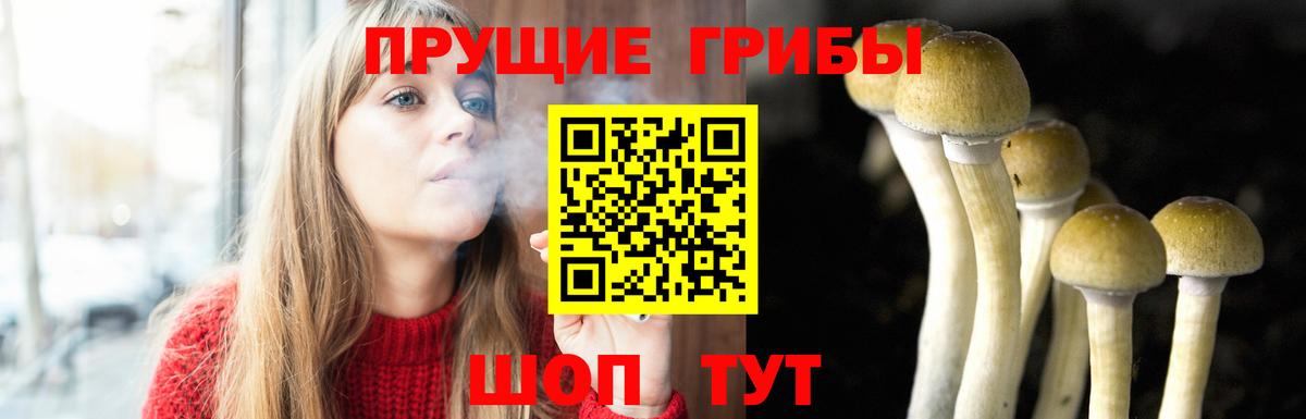Черкесск  Псилоцибиновые грибы прущие грибы  Вход с VPN 